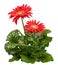 Red Gerbera plant