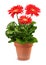Red Gerbera plant