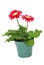 Red gerbera in a pot