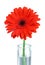 Red gerbera in vase - clipping path