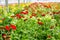 Red gerberas grow in modern greenhouse under artificial growlight
