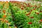 Red gerberas grow in modern greenhouse under artificial growlight