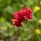 Red Geum on diffused background