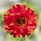 Red Geum on diffused background