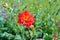 Red Geum flower