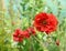 Red geum flower against other blooms