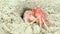 Red ghost crab diving with speed into his hole when detects an enemy