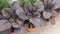 Red Giant mustard