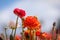 Red Giant Tecolote ranunculus flower at Carlsbad flower field, California
