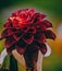 A red Ginger or Etlingera flower