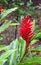 Red Ginger Flower - Alpinia Purpurata - Ostrich Plume - Pink Cone Ginger with Green Leaves