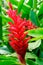 Red ginger flower in lush greenery
