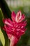 Red Ginger or the Ostrich Plume and Pink Cone Ginger, flower.