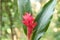 Red Ginger or the Ostrich Plume and Pink Cone Ginger, flower.