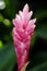 A Red Ginger plant as showy flowers on long brightly colored red bracts.