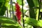 RED GINGER PLANT SURROUNDED BY GREEN FOLIAGE IN THE JUNGLE