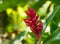 Red Ginger Scientific name: Zingiber officinale Roscoe