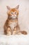 Red ginger tabby maine coon kitten studio portrait