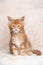 Red ginger tabby maine coon kitten studio portrait