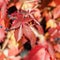 Red girlish grape leaves on blurred background close up, colorful autumn orange leaves, fall season yellow foliage