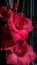 Red gladiola blossoms against a background of dark green stems