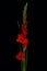 Red gladiola isolated on the black background