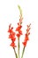 Red gladioli flowers