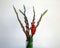 Red Gladioli Flowers on White Background