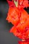 Red gladiolis in bloom