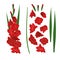 Red Gladiolus constructor, sword lily flowers creator. Stem, flowers, buds, leaves. Vector illustration.