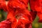 Red gladiolus. Cultivated flower.