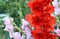 Red gladiolus flower in the garden.Ornamental gardening concept.