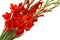 Red gladiolus flowers