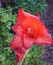 Red gladiolus swaying in gentle breeze