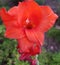 Red gladiolus swaying in gentle breeze