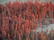 Red glasswort growing luxuriantly on Nelson estuarine foreshore