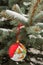 Red globe in wild silver fir tree