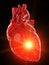 A red glossy human heart