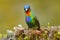 Red glossy shiny bird. Fiery-throated Hummingbird, Panterpe insignis, colorful bird sitting on branch. Mountain bright animal from