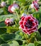 Red Gloxinia flower