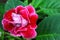 Red Gloxinia flower in its leaf background