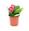 Red Gloxinia (Sinningia) in a pot on white background