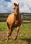 Red gold arabian horse