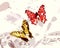 Red and gold Butterflies