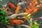 Red and gold fishes