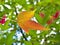 Red and gold Japanese Maple leaves against a dark green background.