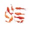 Red and gold koi fishes vector design elements