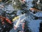 Red and gold Koi swimming in a pond in Japan