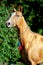 Red golden horse akhal-teke portrait in summer