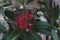 Red Golden Penda flowers or Xanthostemon chrysanthus blooming in the garden